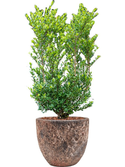 Ilex crenata 'Dark Green' in Baq Lava Office Plant With Pot 112cm Height 30cm Dia Office Plant