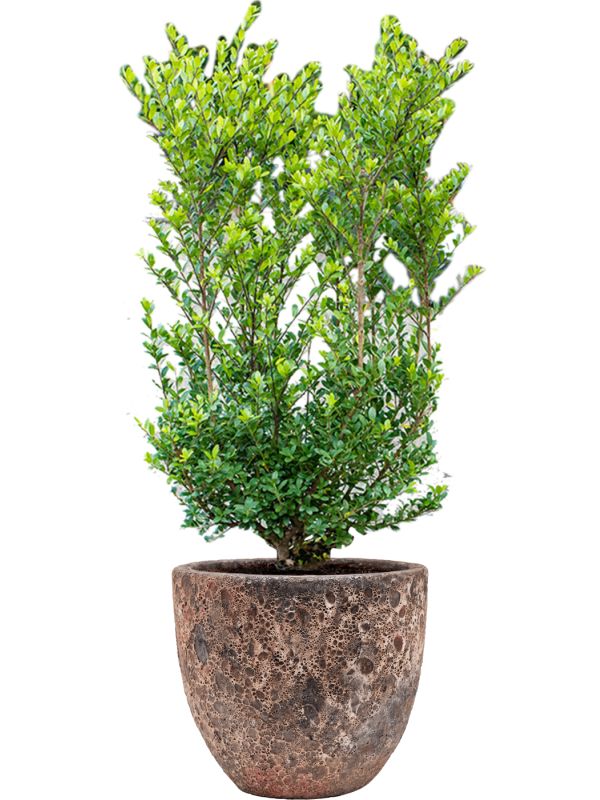 Ilex crenata 'Dark Green' in Baq Lava Office Plant With Pot 112cm Height 30cm Dia Office Plant