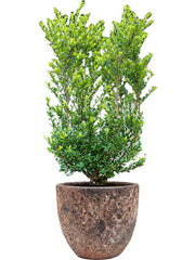 Ilex crenata 'Dark Green' in Baq Lava Office Plant With Pot 112cm Height 30cm Dia Office Plant
