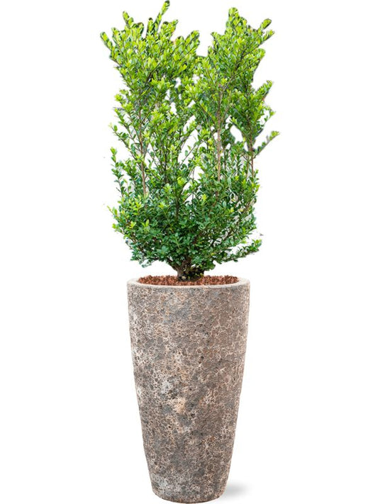Ilex crenata 'Dark Green' in Baq Lava Office Plant With Pot 143cm Height 29cm Dia Office Plant
