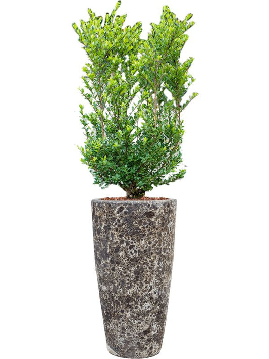 Ilex crenata 'Dark Green' in Baq Lava Office Plant With Pot 144cm Height 29cm Dia Office Plant
