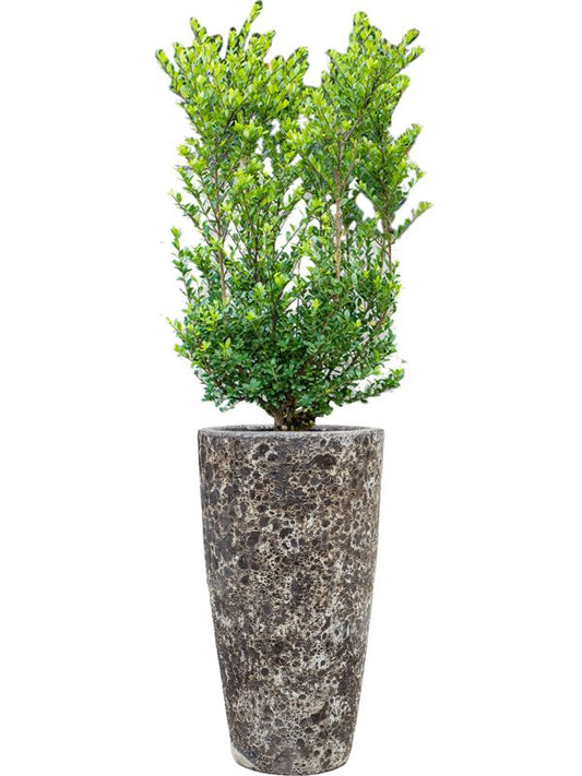Ilex crenata 'Dark Green' in Baq Lava Office Plant With Pot 144cm Height 29cm Dia Office Plant