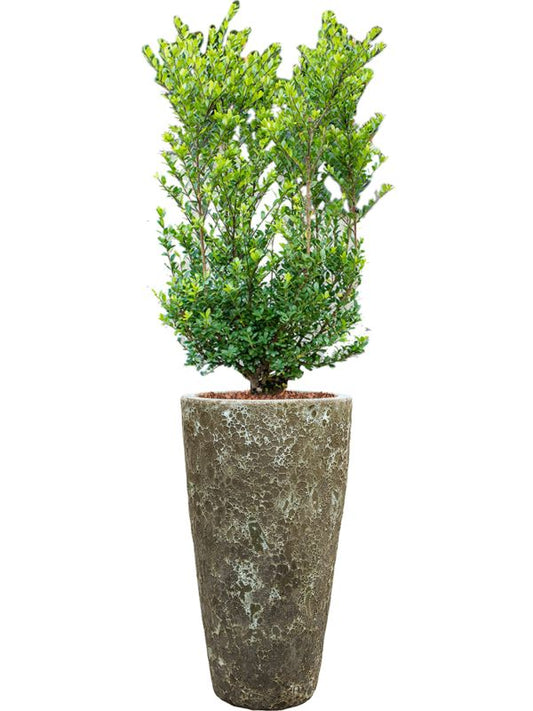 Ilex crenata 'Dark Green' in Baq Lava Office Plant With Pot 144cm Height 29cm Dia Office Plant