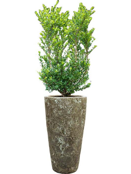 Ilex crenata 'Dark Green' in Baq Lava Office Plant With Pot 144cm Height 29cm Dia Office Plant