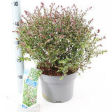 Lonicera nitida Garden Cloud Purple Storm 23cm Pot 40cm Shrub Plant Shrubs