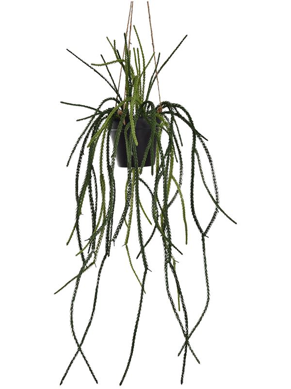 Lycopodiaceae Hanging Artificial Plant Premium Faux 85cm Height Artificial Plants
