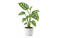 25 - 45cm Monstera Aussie Dream 12cm Pot House Plant