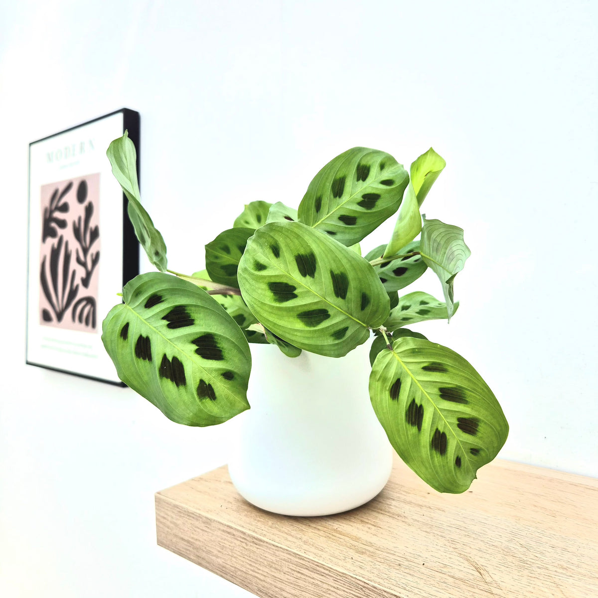 Maranta Leuconeura Kerchoveana Prayer Plant 12cm Pot House Plant House Plant