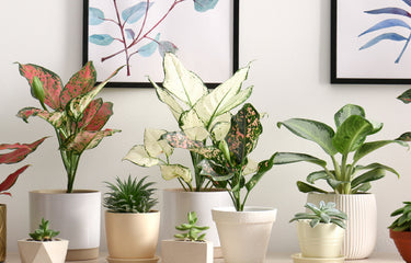 Houseplants by Plants for all Seasons – Plants For All Seasons