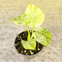 Monstera Mint Deliciosa Cheese Plant Variegated 8cm Pot House Plant