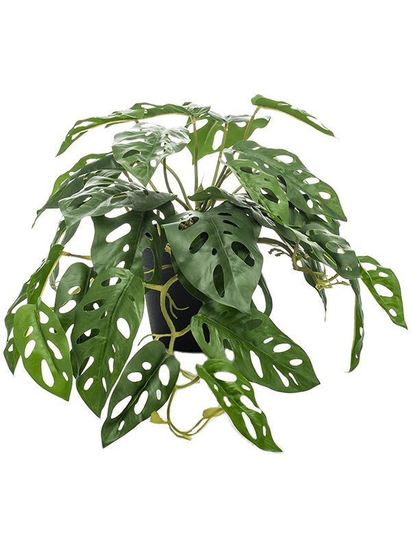 Monstera Monkey Artificial Plant Premium Faux 55cm Height Artificial Plants