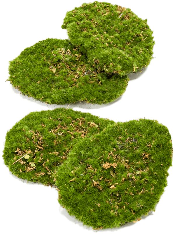 Moss plate Artificial Plant Premium Faux 5cm Height Artificial Plants