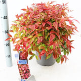 Nandina domestica Blush Pink 23cm Pot 45cm Shrub Plant Shrubs