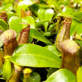 Nepenthes Bill Baby House Plants Monkey Jars Carnivorous Plants