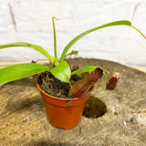 Nepenthes Bill Baby House Plants Monkey Jars Carnivorous Plants House Plant