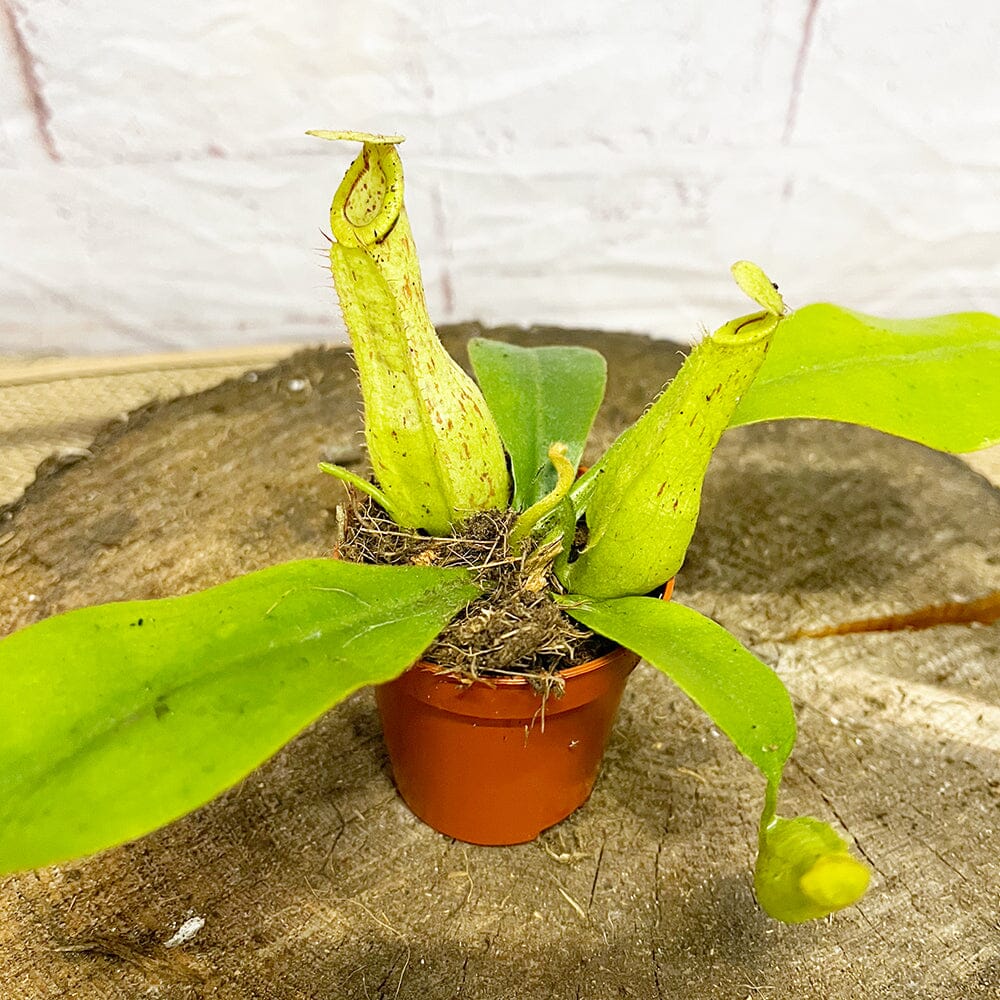Nepenthes Mojito Baby House Plants Monkey Jars Carnivorous Plants House Plant