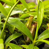 Nepenthes Rob Baby House Plants Monkey Jars Carnivorous Plants House Plant