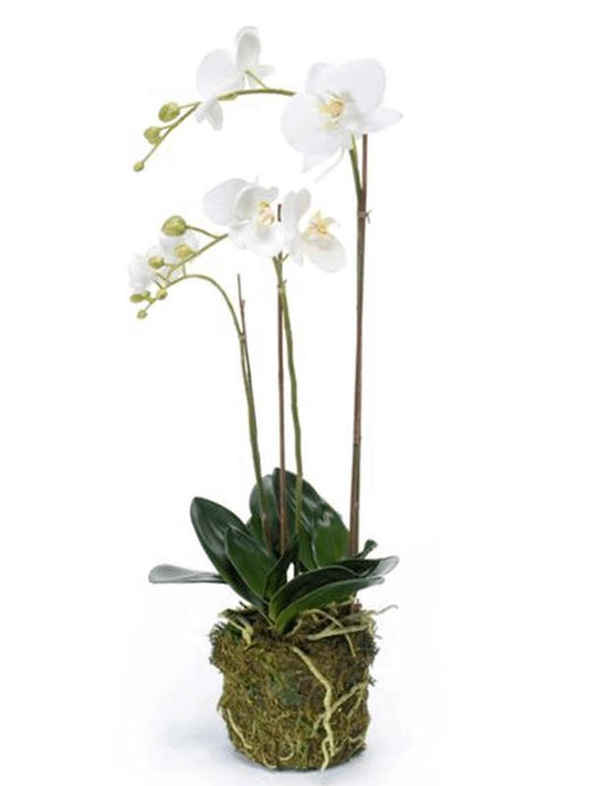 Phalaenopsis Artificial Plant Premium Faux 70cm Height Artificial Plants
