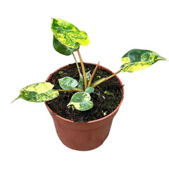 10 - 15cm Variegated Philodendron Billietiae Variegata House Plant 10.5cm Pot