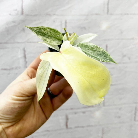Philodendron Florida Ghost House Plant 6cm Pot House Plant