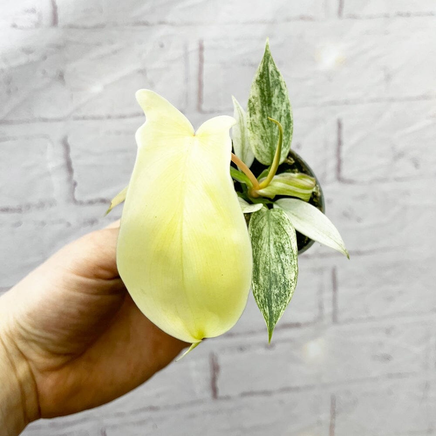 Philodendron Florida Ghost House Plant 6cm Pot House Plant