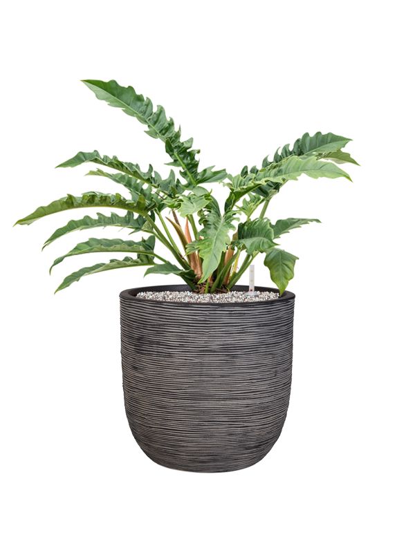 Philodendron 'Narrow' in Capi Nature Rib NL Office Plant With Pot 71cm Height 29.8cm Dia Office Plant