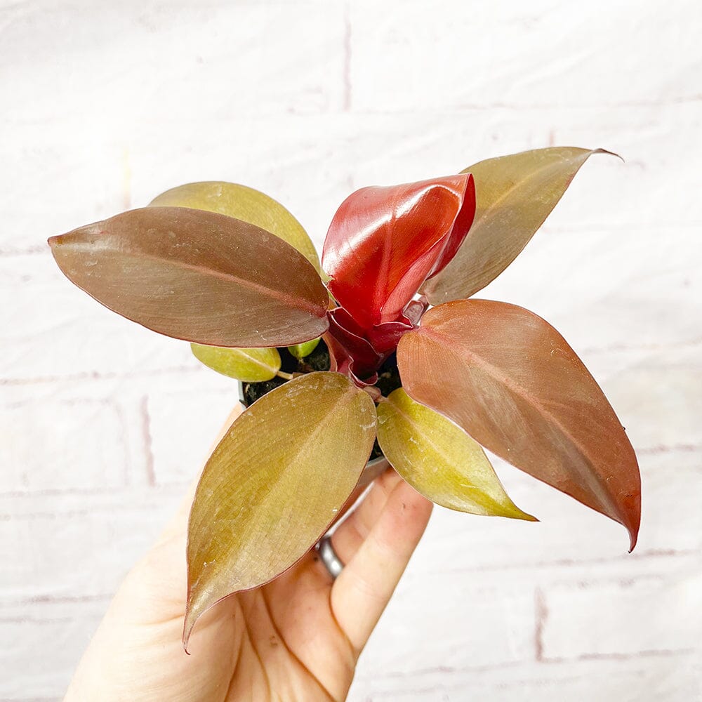 Philodendron Red Moon House Plant 6cm Pot House Plant