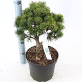 Pinus mugo Lilliput 23cm Pot 30cm Shrub Plant Shrubs