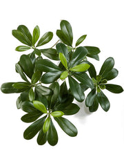 Pittosporum Mountain Artificial Plant Premium Faux 40cm Height Artificial Plants