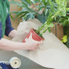 55 - 70cm Alocasia Platinum XL House Plant 19cm Pot