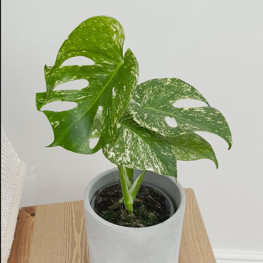 25 - 30cm Mint Monstera (Exact Plant No.5) Cheese Plant Variegated 14cm Pot