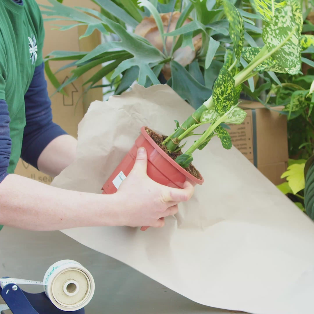 10 - 15cm Labisia Japonica 10.5cm Pot House Plant