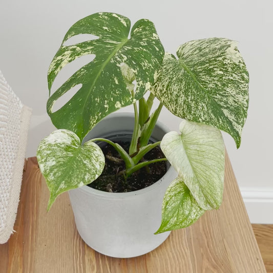 25 - 30cm Mint Monstera (Exact Plant No.4) Cheese Plant Variegated 14cm Pot