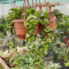 Hoya Compacta Mauna Loa Hanging House Plant 10 cm Pot