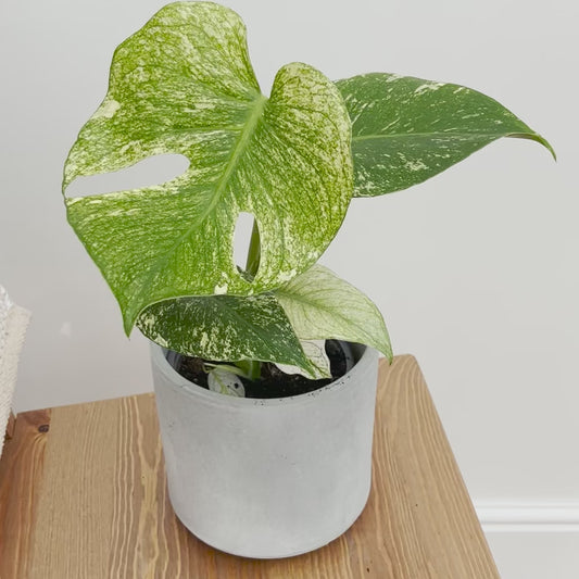 25 - 30cm Mint Monstera (Exact Plant No.6) Cheese Plant Variegated 14cm Pot