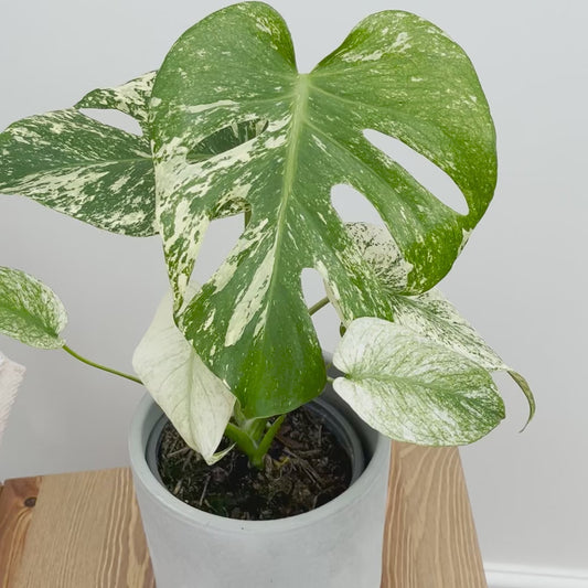 25 - 30cm Mint Monstera (Exact Plant No.1) Cheese Plant Variegated 14cm Pot