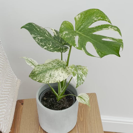 25 - 30cm Mint Monstera (Exact Plant No.3) Cheese Plant Variegated 14cm Pot