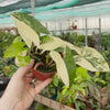 20 cm Syngonium Aurea House Plant 14 cm Pot