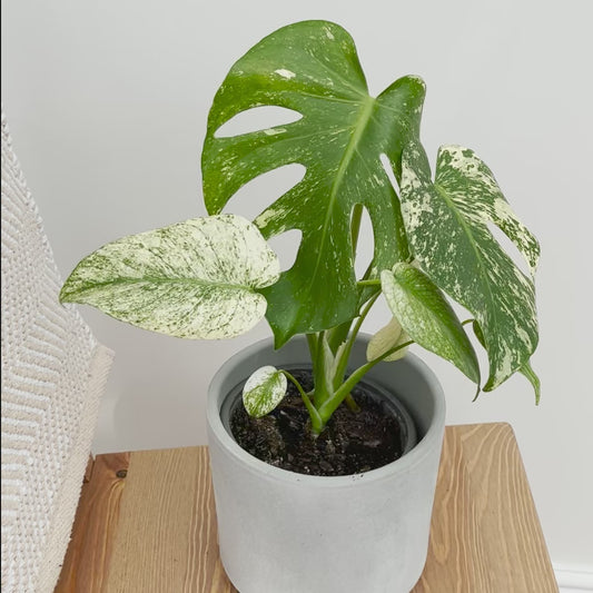 25 - 30cm Mint Monstera (Exact Plant No.2) Cheese Plant Variegated 14cm Pot