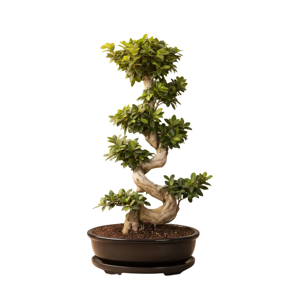 110 - 130cm Ficus Ginseng Bonsai XXXL S Type In Black Ceramic 50cm Pot House Plant