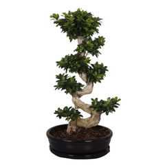 110 - 130cm Ficus Ginseng Bonsai XXXL S Type In Black Ceramic 50cm Pot House Plant