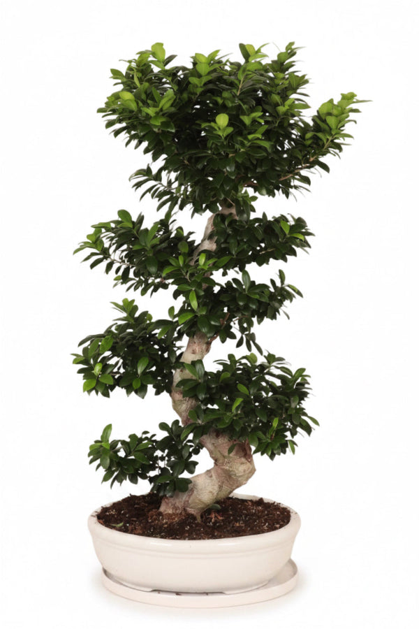110 -130cm Ficus Ginseng Bonsai XXXL S Type In White Ceramic 50cm Pot House Plant
