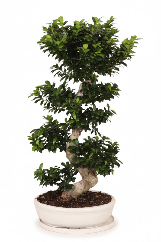 110 -130cm Ficus Ginseng Bonsai XXXL S Type In White Ceramic 50cm Pot House Plant