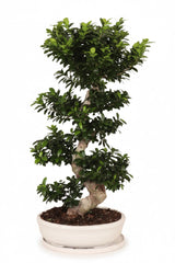 110 -130cm Ficus Ginseng Bonsai XXXL S Type In White Ceramic 50cm Pot House Plant