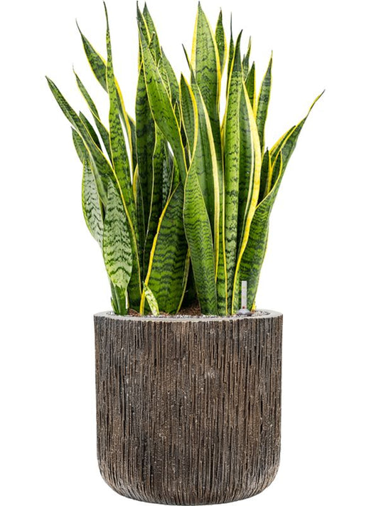 Sansevieria trifasciata 'Laurentii' Baq Luxe Lite Universe Office Plant With Pot 98cm Height 37cm Dia Office Plant