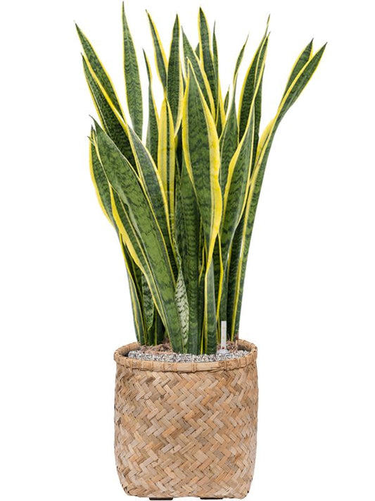 Sansevieria trifasciata 'Laurentii' in Bohemian Office Plant With Pot 109cm Height 37cm Dia Office Plant