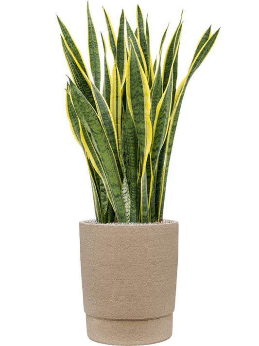 Sansevieria trifasciata 'Laurentii' in Chao Office Plant With Pot 118cm Height 36cm Dia Office Plant