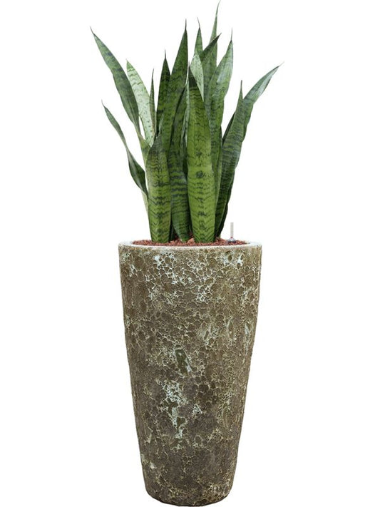 Sansevieria zeylanica in Baq Lava Office Plant With Pot 123cm Height 29cm Dia Office Plant
