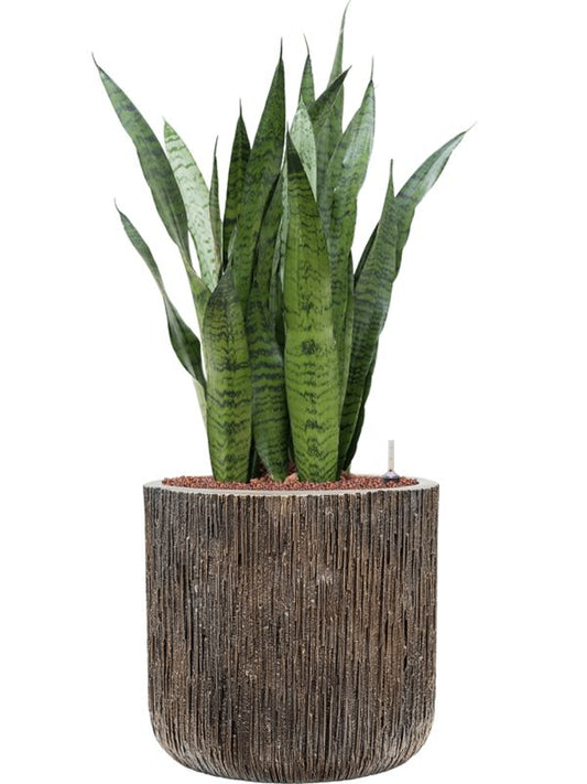 Sansevieria zeylanica in Baq Luxe Lite Universe Waterfall Office Plant With Pot 95cm Height 37cm Dia Office Plant
