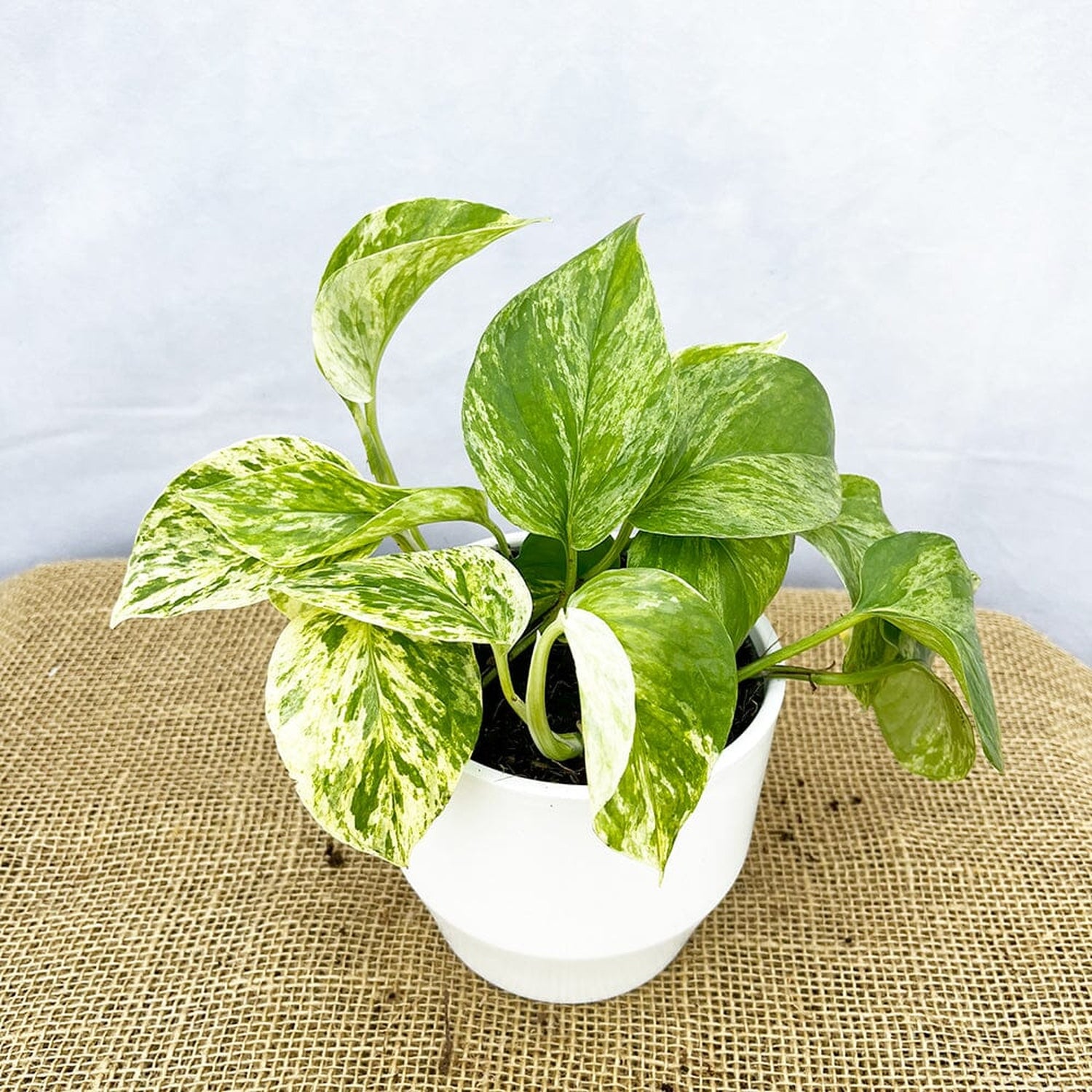 Scindapsus Marble Queen 12cm Pot (Mix & Match Offer) House Plant House Plant